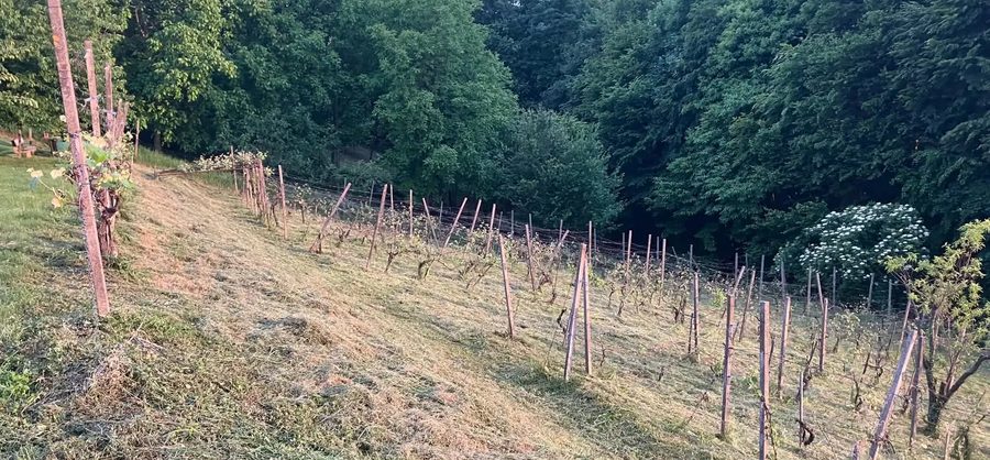 Zahtevna strma brežina z visoko travo pred ureditvijo